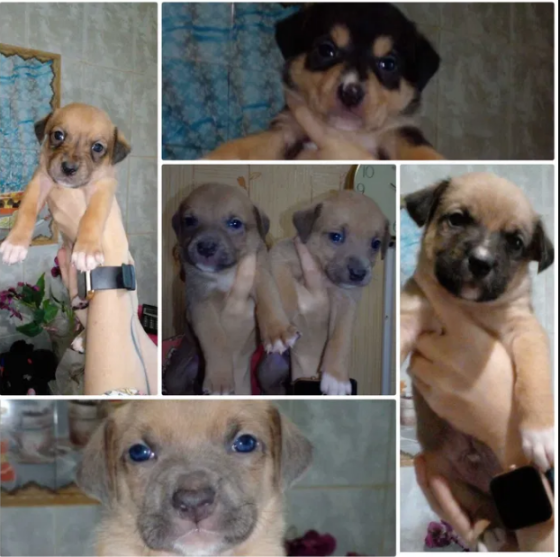 Цуценята піт-бультер'єра Житомир
