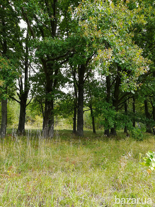 Продам ділянку 3,7 га ОСГ в смт.Макарів Макарів - зображення 5