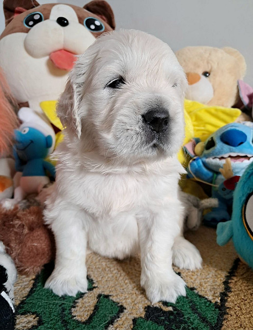 Цуценята золотистого ретрівера Киев - изображение 2