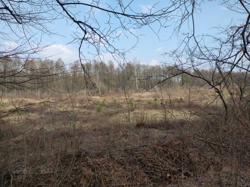 продажа земля сельскохозяйственного назначения Бориспольский, Старое, 262587 грн.  - зображення 5