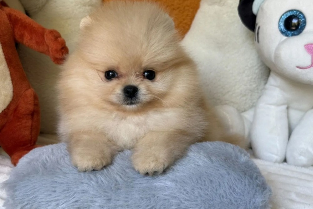 Шпиц мини Мишка Київ - зображення 4