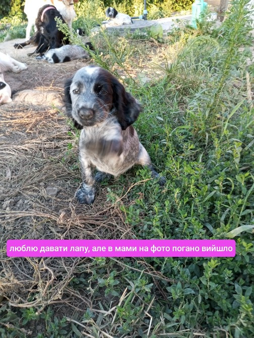 Цуценята спаніеля мисливського Хмельницький - зображення 2