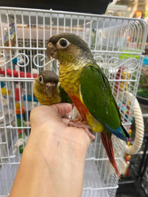 Пиррура желтобрюхий. Птенцы - выкормыши Киев - изображение 4