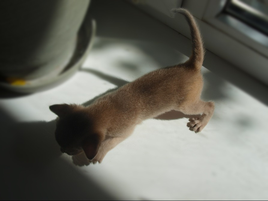 Абиссинская кошка котёнок Київ - зображення 5