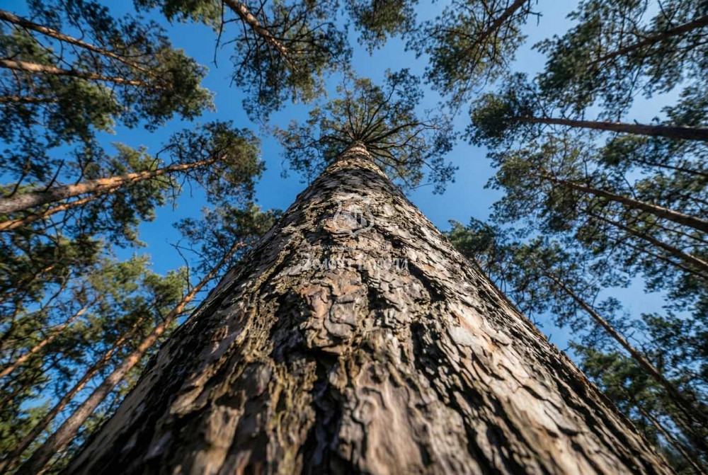 продажа участок под жилую застройку Мироновский, Козин, 1000000 $  - зображення 3