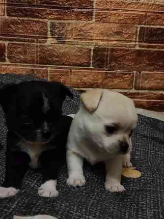 Продам дівчинку чихуахуа Ровно