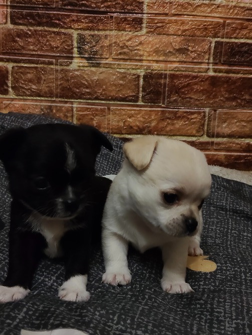 Продам дівчинку чихуахуа Ровно - изображение 3