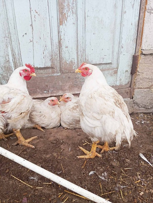 Продам молодих курей породи Корніш промисловий Баришівка - зображення 4