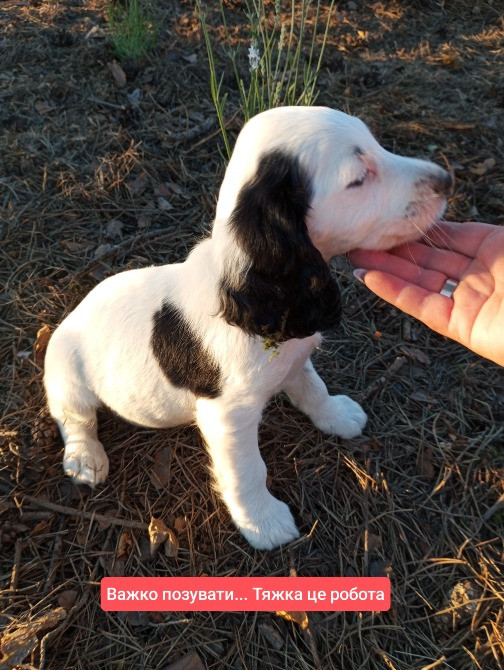 Цуценята спаніеля мисливського Хмельницький - зображення 9