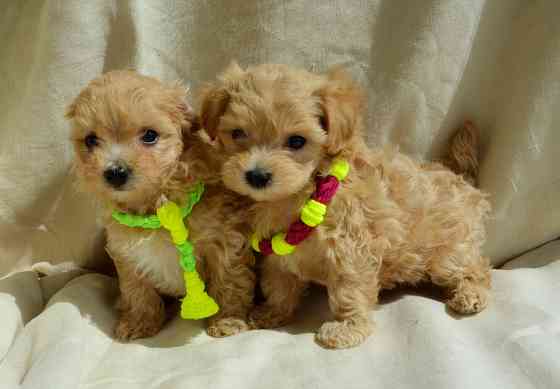 #МальтіпуF1#MaltipooF1#цуценята1,5міс#puppies 1.5 months Ukraine, Kyiv. Worldwide delivery. Достав Киев