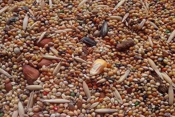 Закуповуємо відходи зернових, олійних бобових Полтава