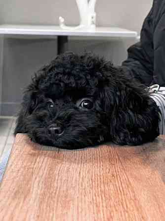 Продається рідкісний ЧОРНИЙ чистокровний МАЛЬТИПУ Київ