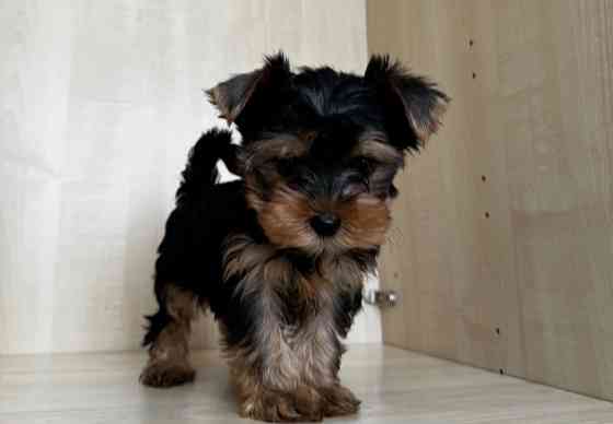 Йоркширський тер'єр міні щеня Винница