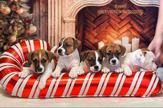 Цуценята Джек Рассел терʼєра, розплідник КСУ Київ