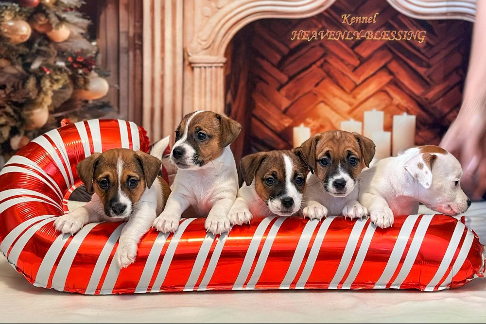 Цуценята Джек Рассел терʼєра, розплідник КСУ Київ - зображення 1