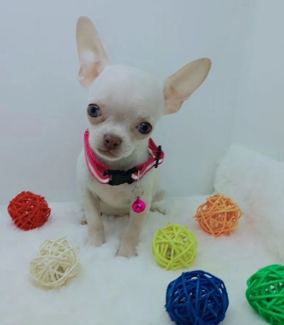 Чихуахуа мини щенки Київ - зображення 4