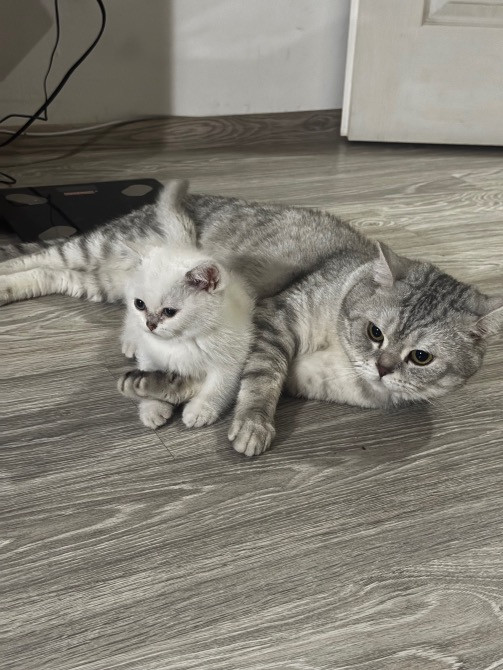 Чистокровная шотландская кошечка Одеса - зображення 7