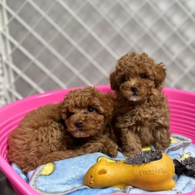 Чистокровные щенки той-пуделя Івано-Франківськ - зображення 1