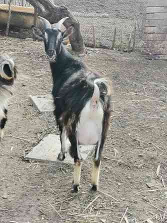 Сільгосп тварини. Кози молочні Умань