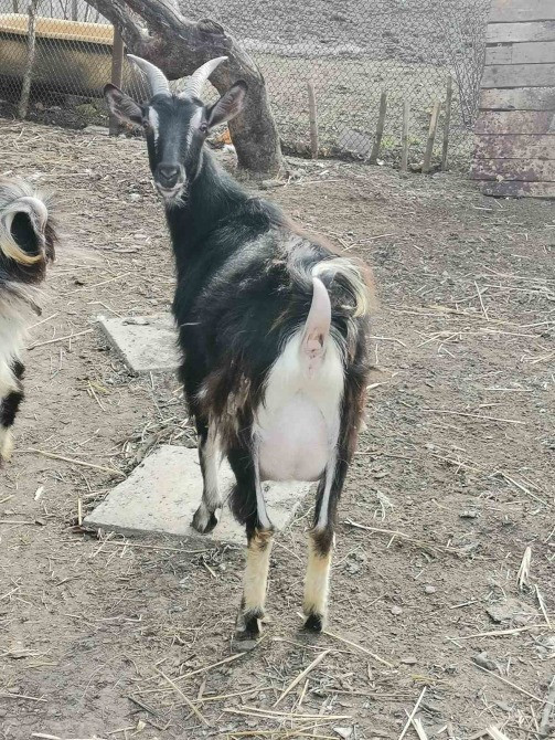 Сільгосп тварини. Кози молочні Умань - зображення 2