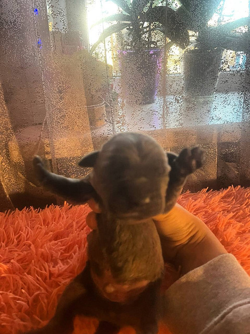 Продам щенков кане-корсо Запоріжжя - зображення 1