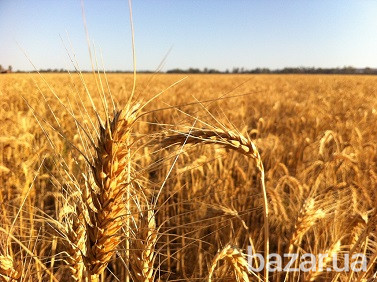 Зернові відходи. Олійні, бобові зерновідходи Полтава - зображення 1