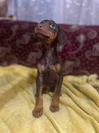 Продам щенков Добермана! Балаклія