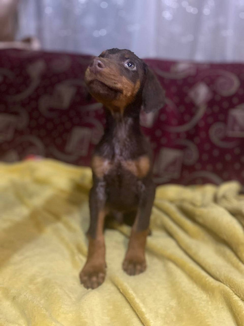 Продам щенков Добермана! Балаклія - зображення 3