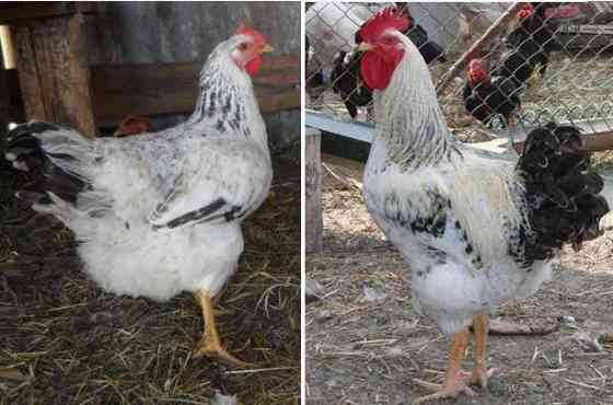 Продаю курчат м’ясо-яєчних порід та несучок Баришівка