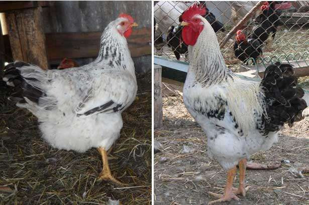 Продаю курчат м’ясо-яєчних порід та несучок Баришівка - зображення 2