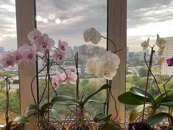продажа 1-к квартира Киев, Голосеевский, 80000 $ Київ