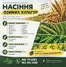 Продаж насіння озимих: пшениця, ячмінь, горох, гірчиця Миколаїв
