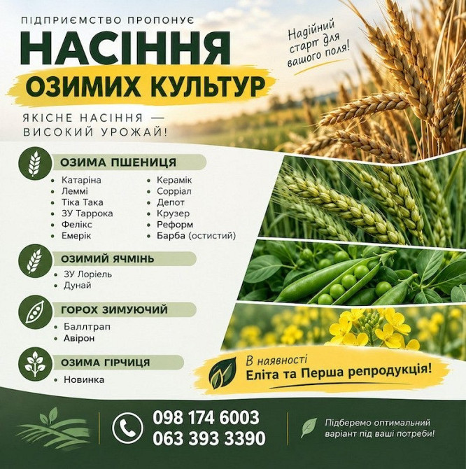 Продаж насіння озимих: пшениця, ячмінь, горох, гірчиця Николаев - изображение 1