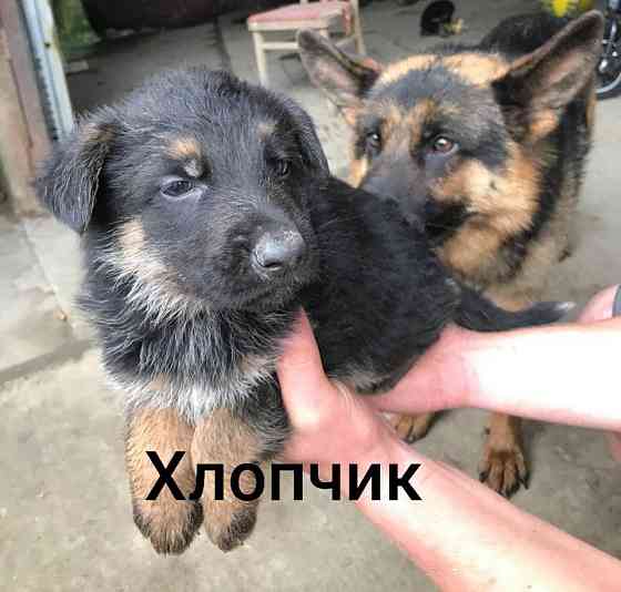 Продам цуценят німецької вівчарки Ивано-Франковск