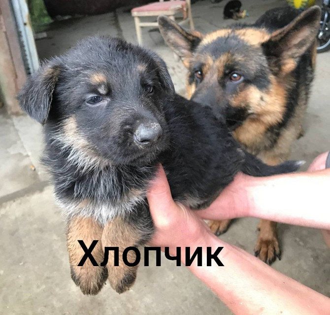 Продам цуценят німецької вівчарки Ивано-Франковск - изображение 4