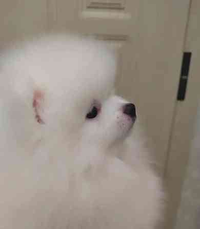 Шпіц терміново Київ