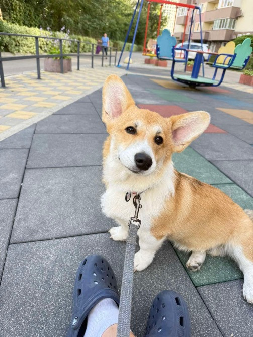 Цуценя Київ - зображення 6