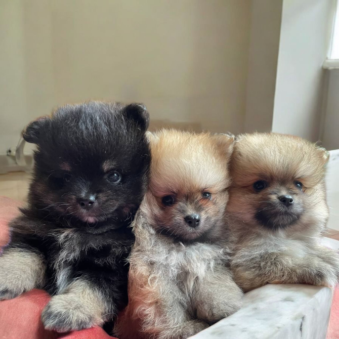 Померанский шпиц Харків - зображення 3