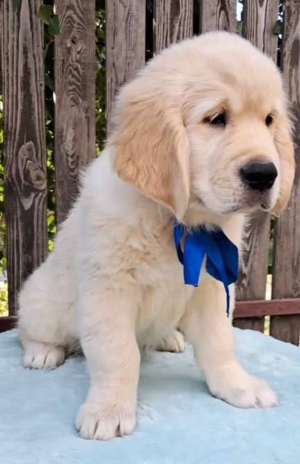 Цуценята золотистого ретривера Ot Bahur Львів - зображення 3