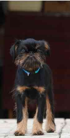 щенок гриффона Київ