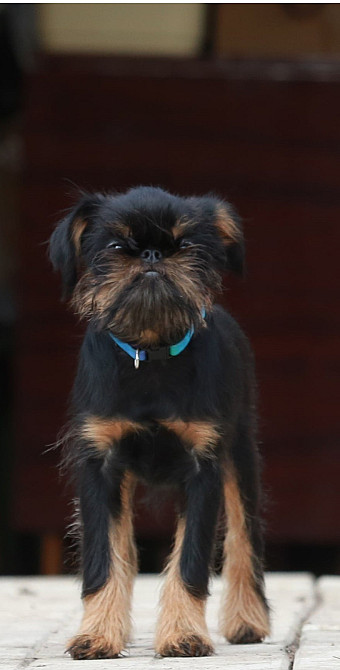 щенок гриффона Київ - зображення 3