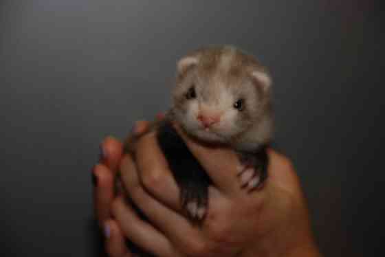 Декоративные хорьки. Окрас барсук Київ