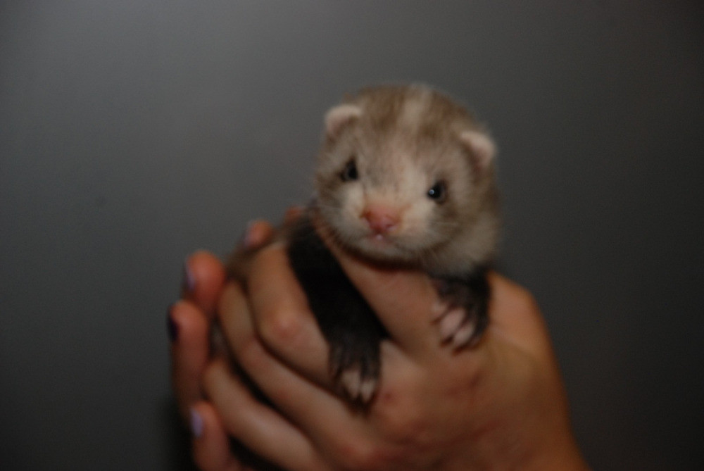 Декоративные хорьки. Окрас барсук Киев - изображение 5