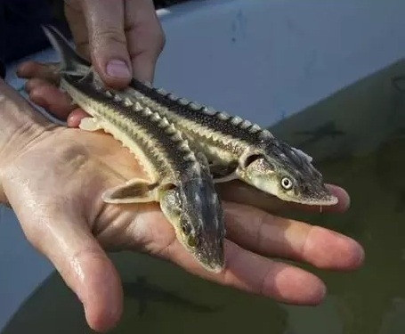 Малек руccкого осетра Ірпінь - зображення 1