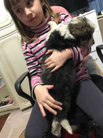 Цуценя Мукачево