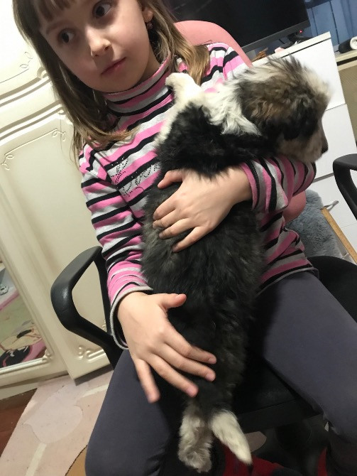 Цуценя Мукачево - изображение 5