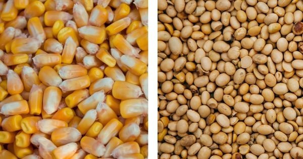 Закуповуємо кукурудзу не ГОСТ, половинки сої Кропивницький - зображення 1