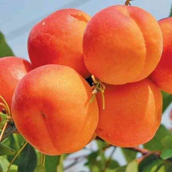 Продам саджанці персиків Сквира