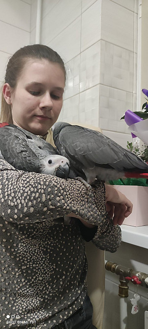 Сірий папуга жако. Африканский ручной попугай Киев - изображение 4