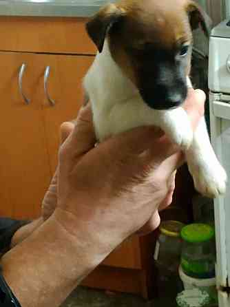 Цуценята гладкошерстого фокстер’єра Белая Церковь